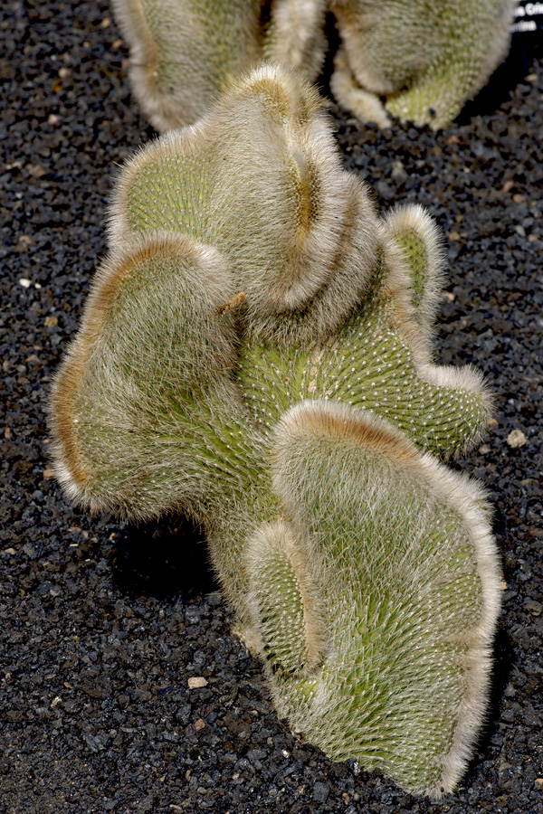 lanz08-03-14_015.jpg -  Lanzarote, mars 2008 Jardin de cactus fondé par Cesar Manrique