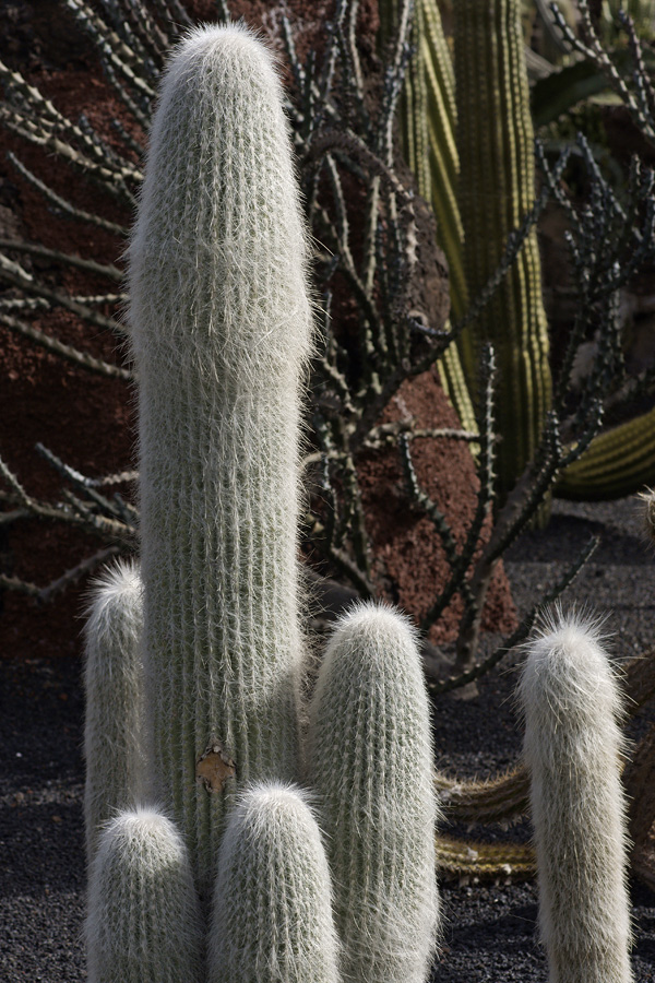 lanz08-03-14_016.jpg -  Lanzarote, mars 2008 Jardin de cactus fondé par Cesar Manrique