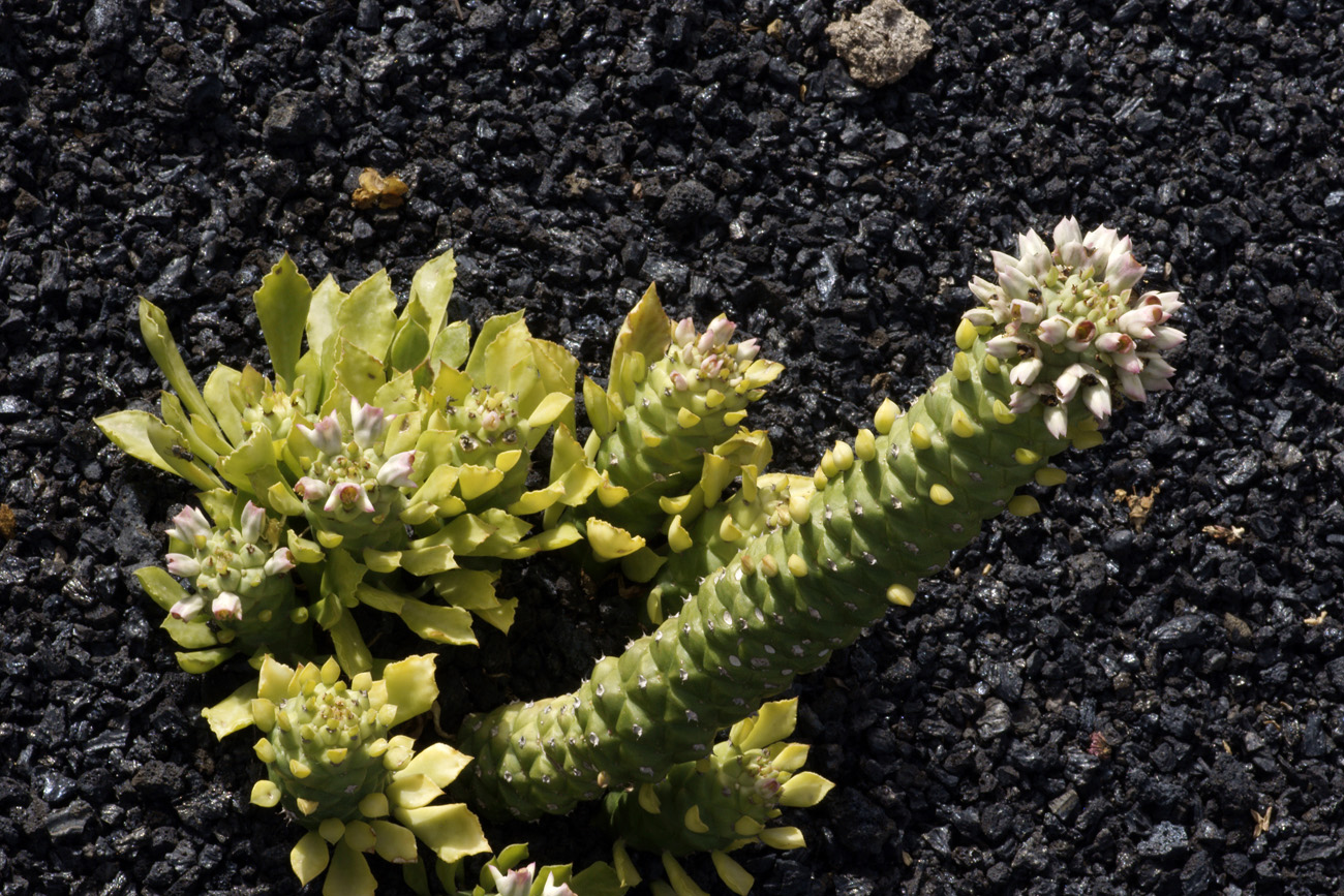 lanz08-03-14_019.jpg -  Lanzarote, mars 2008 Jardin de cactus fondé par Cesar Manrique