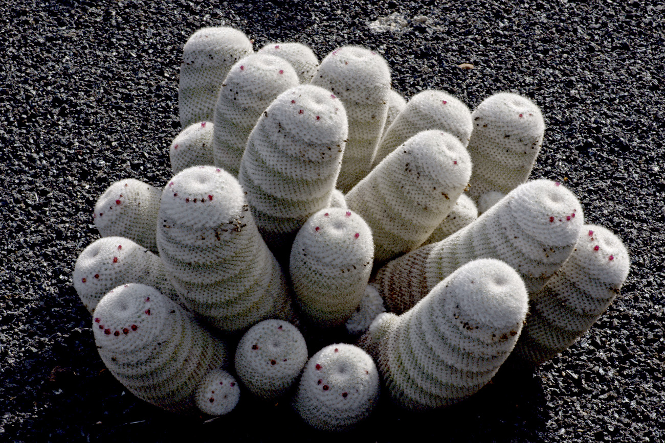lanz08-03-14_020.jpg -  Lanzarote, mars 2008 Jardin de cactus fondé par Cesar Manrique