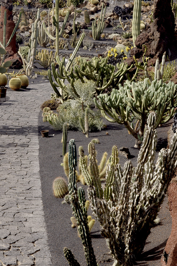 lanz08-03-14_035.jpg -  Lanzarote, mars 2008 Jardin de cactus fondé par Cesar Manrique