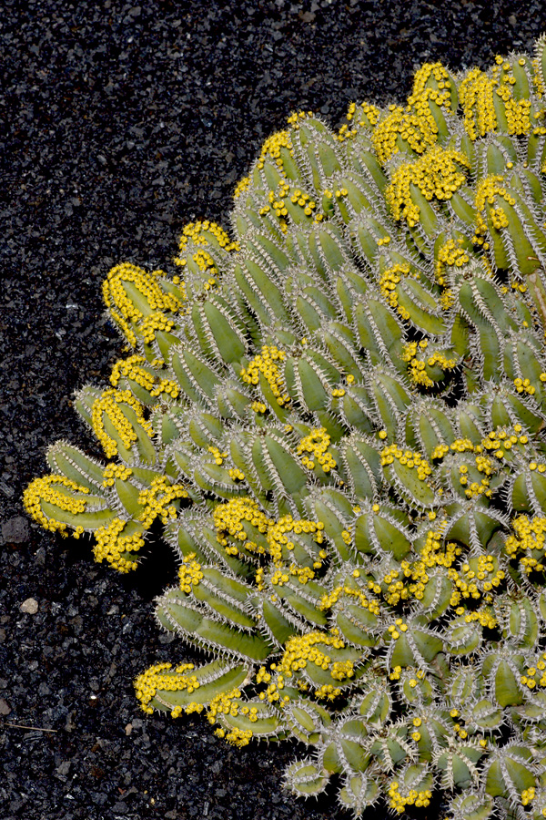 lanz08-03-14_041.jpg -  Lanzarote, mars 2008 Jardin de cactus fondé par Cesar Manrique