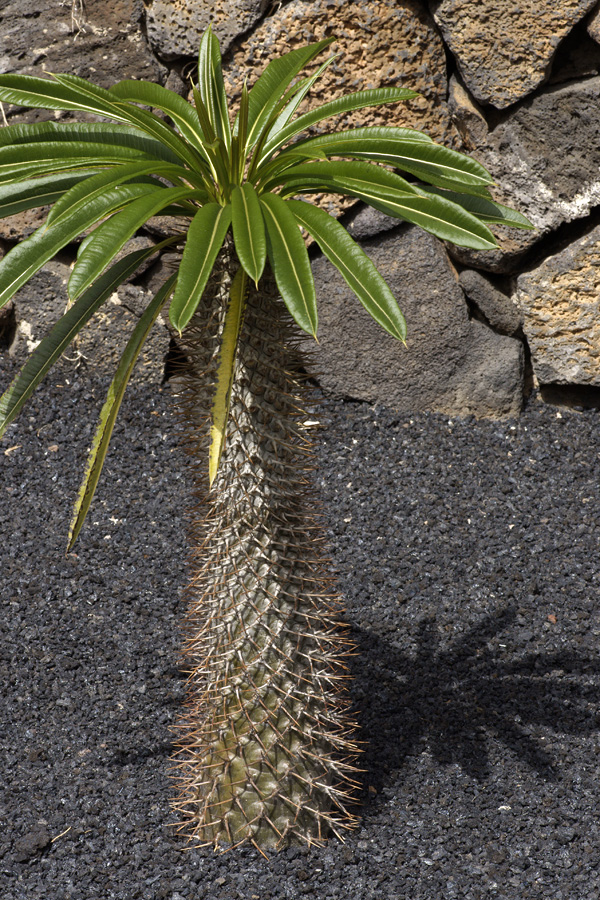lanz08-03-14_042.jpg -  Lanzarote, mars 2008 Jardin de cactus fondé par Cesar Manrique
