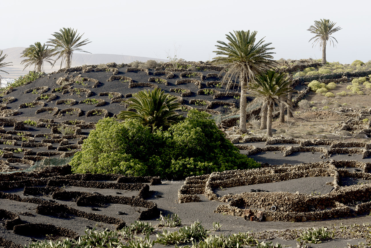 lanz08-03-15_116.jpg -  Lanzarote, mars 2008 région viticole de La Geria