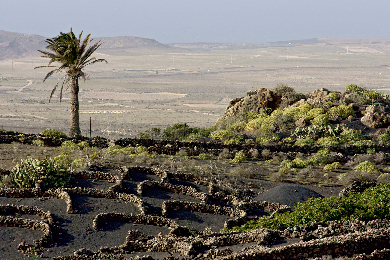 lanz08-03-15_125.jpg -  Lanzarote, mars 2008 région viticole de La Geria