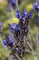 lanz08-03-14_075