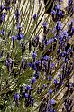 lanz08-03-14_081