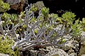 lanz08-03-16_070