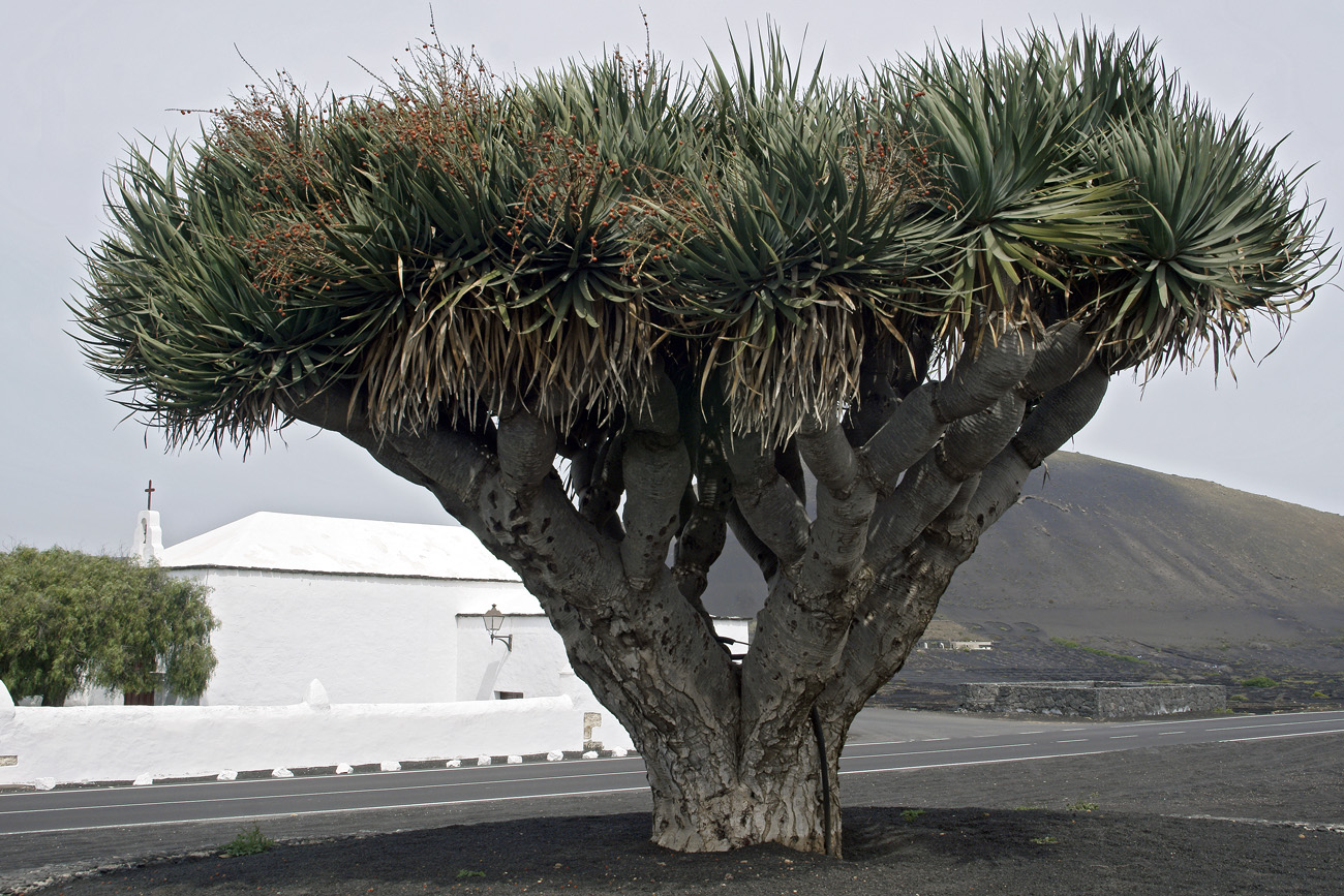 lanz08-03-13_040.jpg -  Lanzarote, mars 2008 région viticole de La Geria