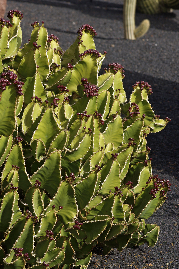 lanz08-03-14_017.jpg -  Lanzarote, mars 2008 Jardin de cactus fondé par Cesar Manrique