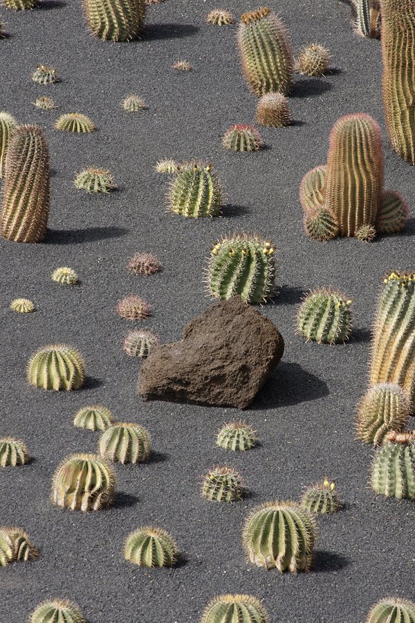 lanz08-03-14_029-m.jpg -  Lanzarote, mars 2008 Jardin de cactus fondé par Cesar Manrique