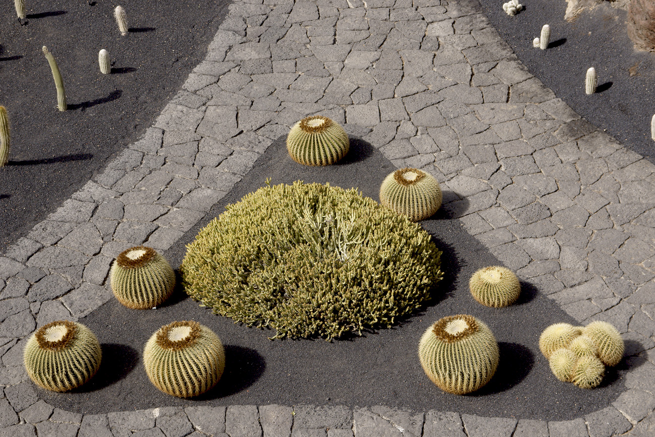 lanz08-03-14_031.jpg -  Lanzarote, mars 2008 Jardin de cactus fondé par Cesar Manrique