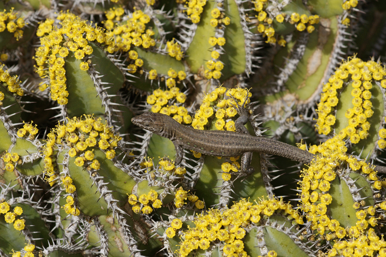 lanz08-03-14_039.jpg -  Lanzarote, mars 2008 Jardin de cactus fondé par Cesar Manrique