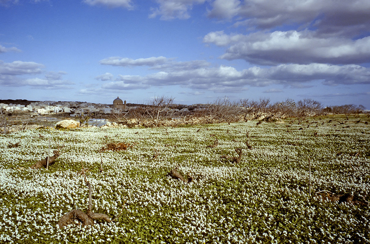 mlt122_mgarr_tapis_fleurs.jpg -  île de Malte Victoria Lines tapis de fleurs devant Mgarr et la coupole de sa basilique