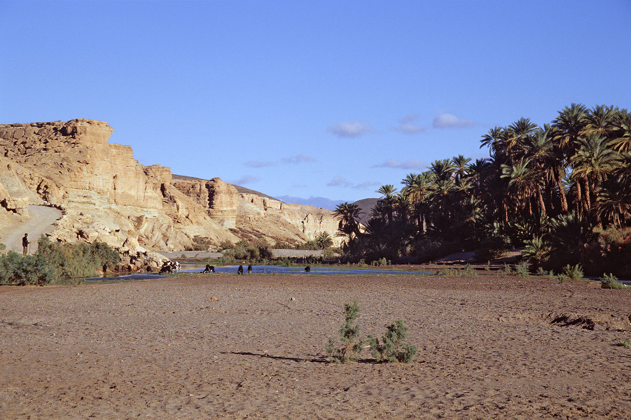 mar04_5_022.jpg - Sud Ouest, octobre-novembre 2004 Tissint l'oued et l'oasis à la traversée du gué Ektachrome 100 GX