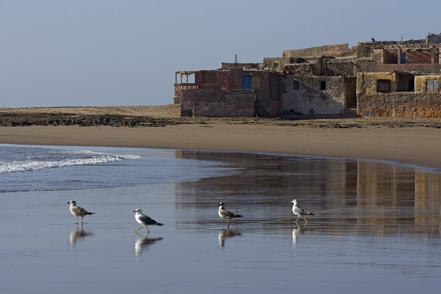 ma08-11-21_026.jpg - 21/11/2008 le petit port de Tifnit, pourtant proche d'Agadir, est resté oublié de tous les projets d'aménagement, et seuls quelques surfeurs viennent déranger le va-et-vient des barques de pêcheurs