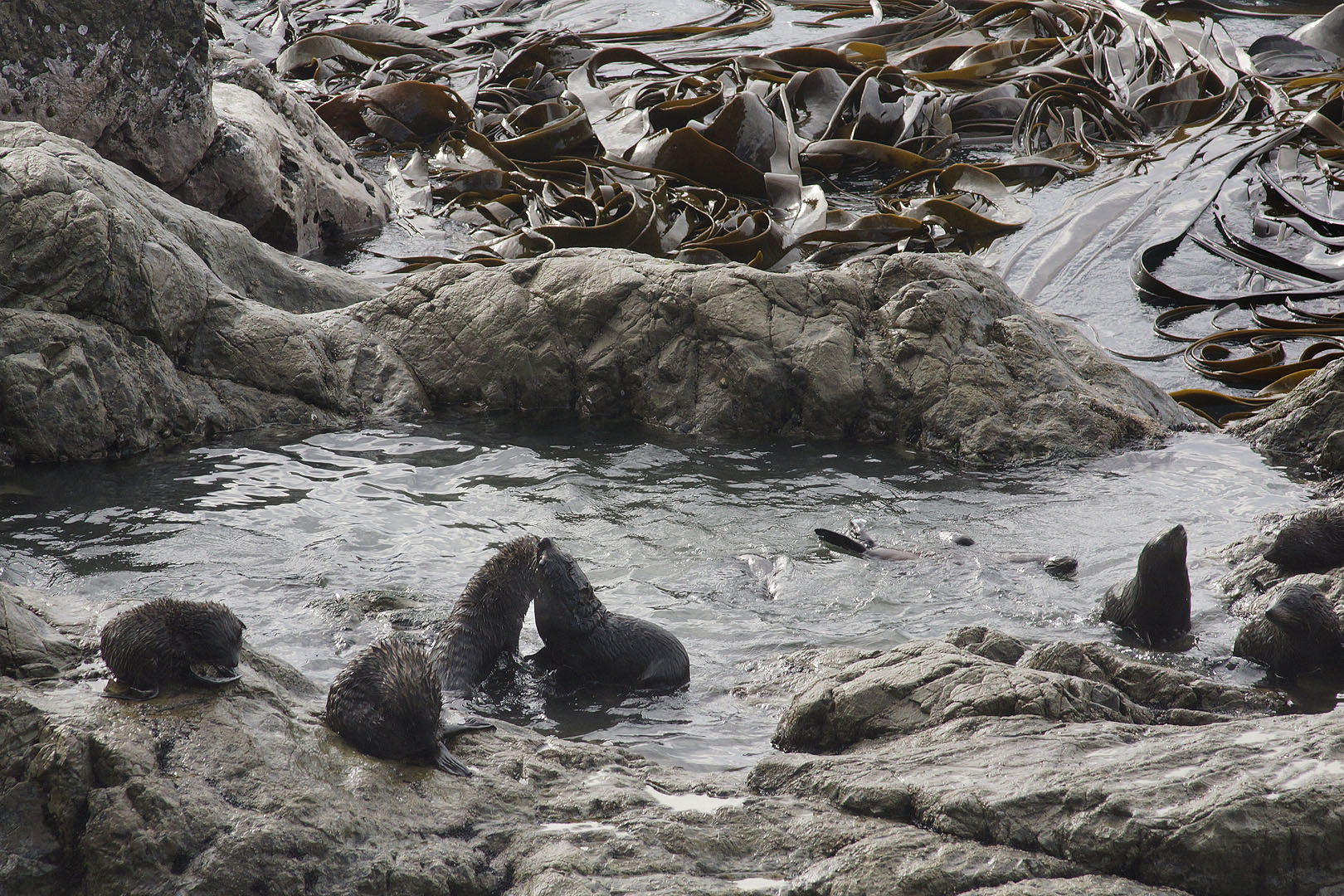 nz12-01-31_011-z.jpg - otaries: la pisicne des petits Kaikoura Paparoa point scenic reserve
