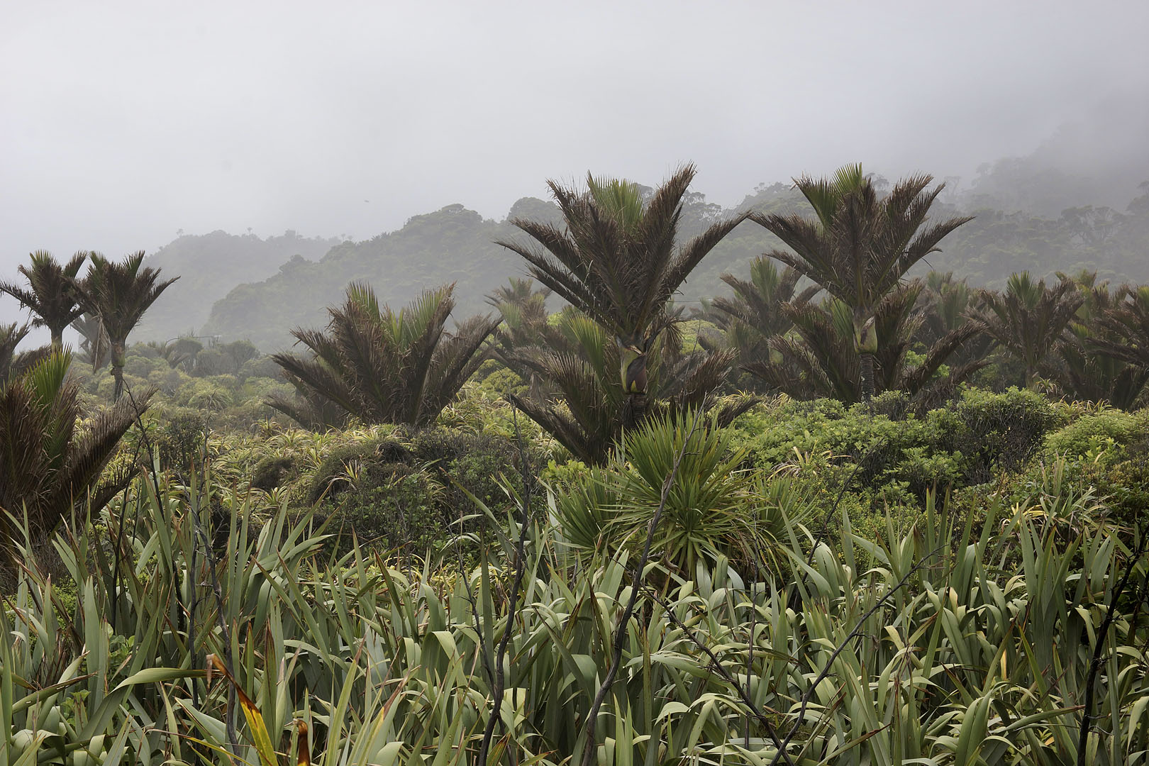 nz12-01-29_003.jpg - les palmiers les plus au sud de la planète Grey District Punakaiki