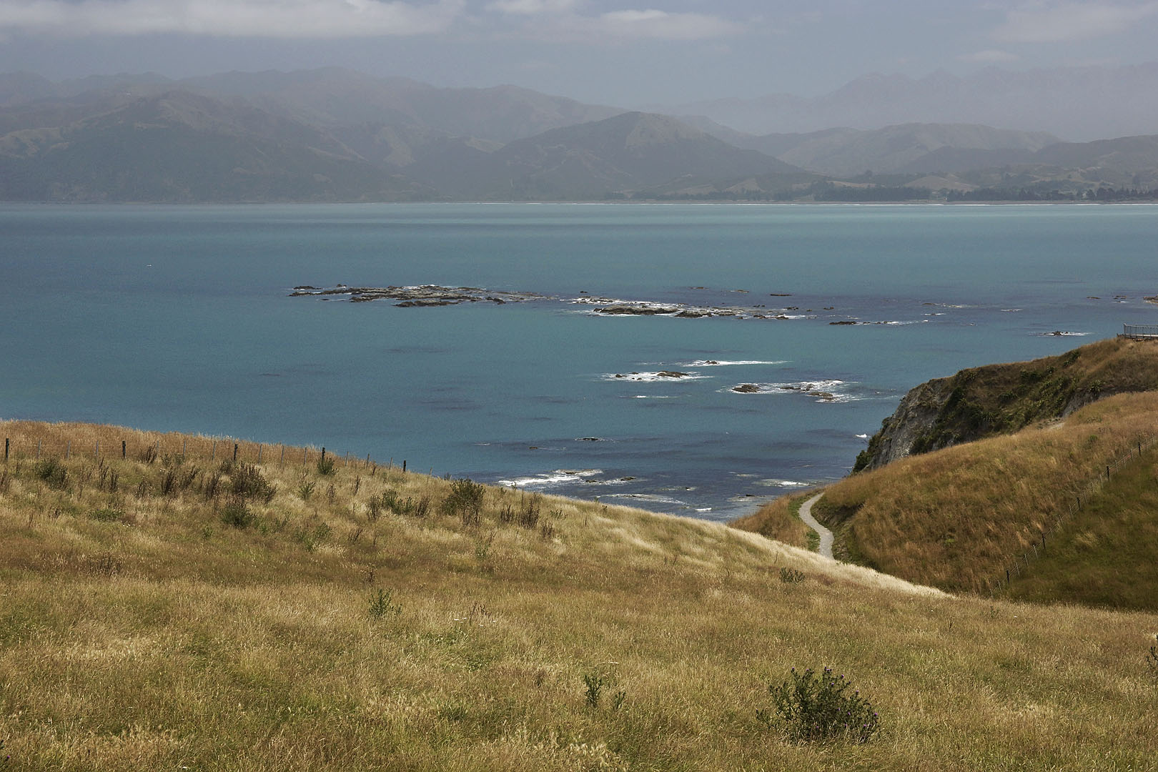 nz12-01-30_044.jpg - sur le sentier de la péninsule Kaikoura District Kaikoura