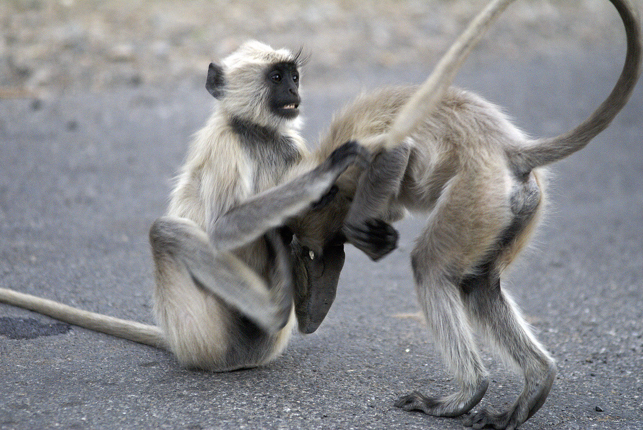 raj07-02-17_098.jpg - Inde, Rajasthan, 17/02/2007 Jojawar sur la route entre Kambli Ghat et Jojawar, les singes Langour