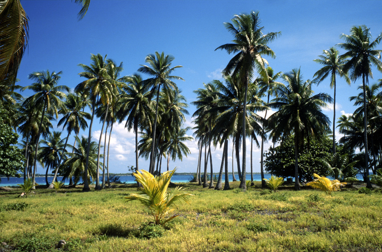 pol05_0146l.jpg - Tuamotu, Takapoto les cocotiers au bord du lagon