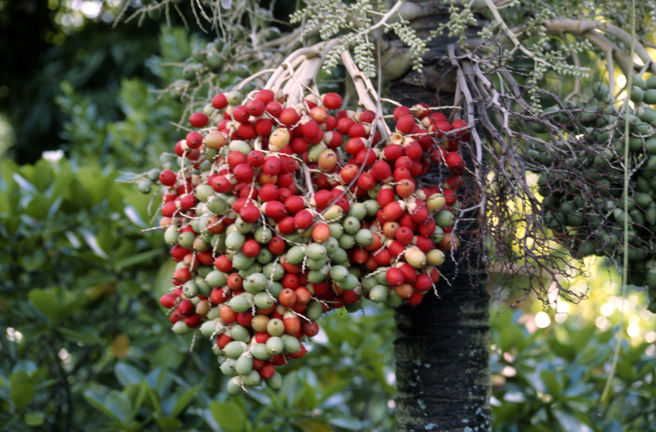 pol05_0240m.jpg - Iles Marquises, Ua Pou Hakahetau : grappe de fruits de palmier
