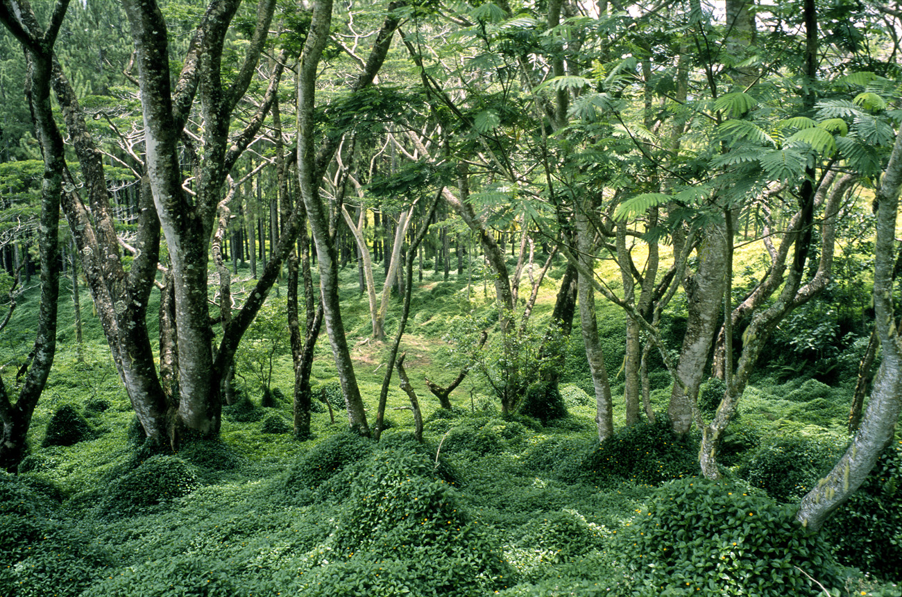 pol05_0277l.jpg - Iles Marquises, Nuku Hiva sur la route du col Muake