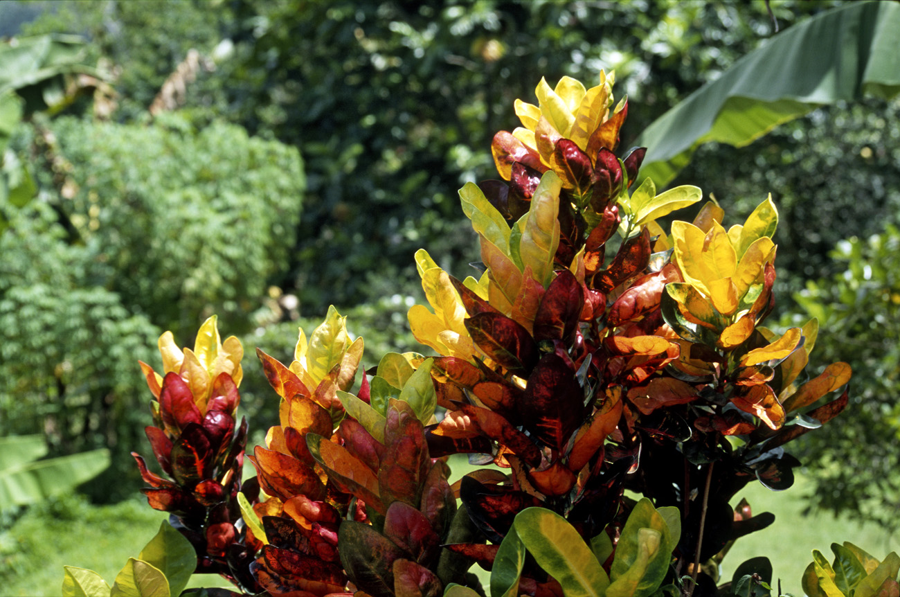 pol05_0354m.jpg - Iles Marquises, Hiva Oa feuilles flamboyantes de croton au bord de la route