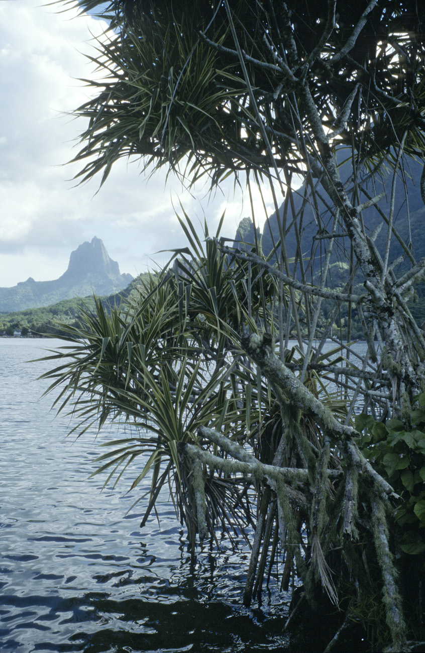 pol05_0832l.jpg - Iles de la Société, Moorea baie de Cook