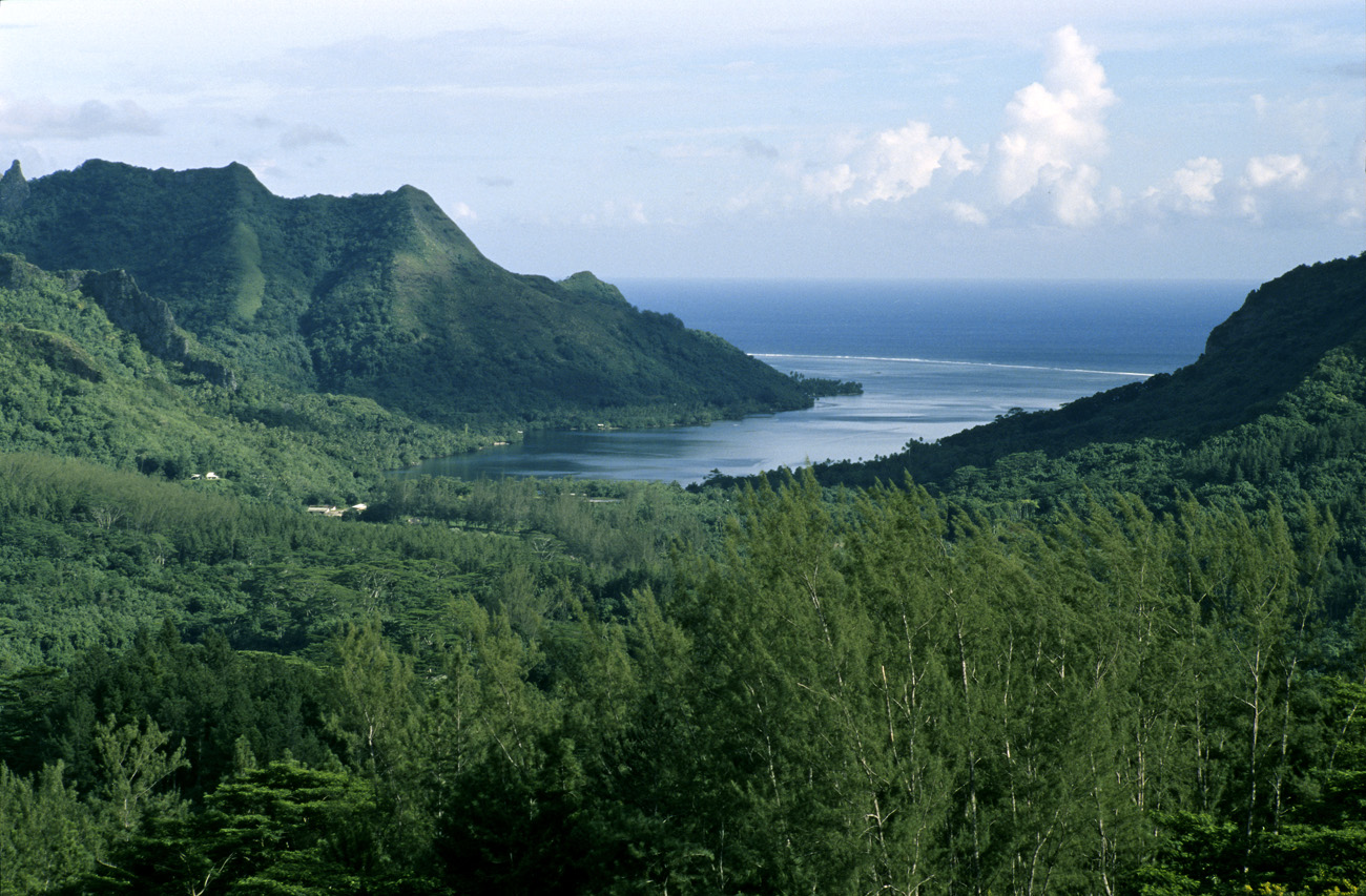 pol05_0858l.jpg - Iles de la Société, Moorea baie d'Opunohu depuis le belvédère