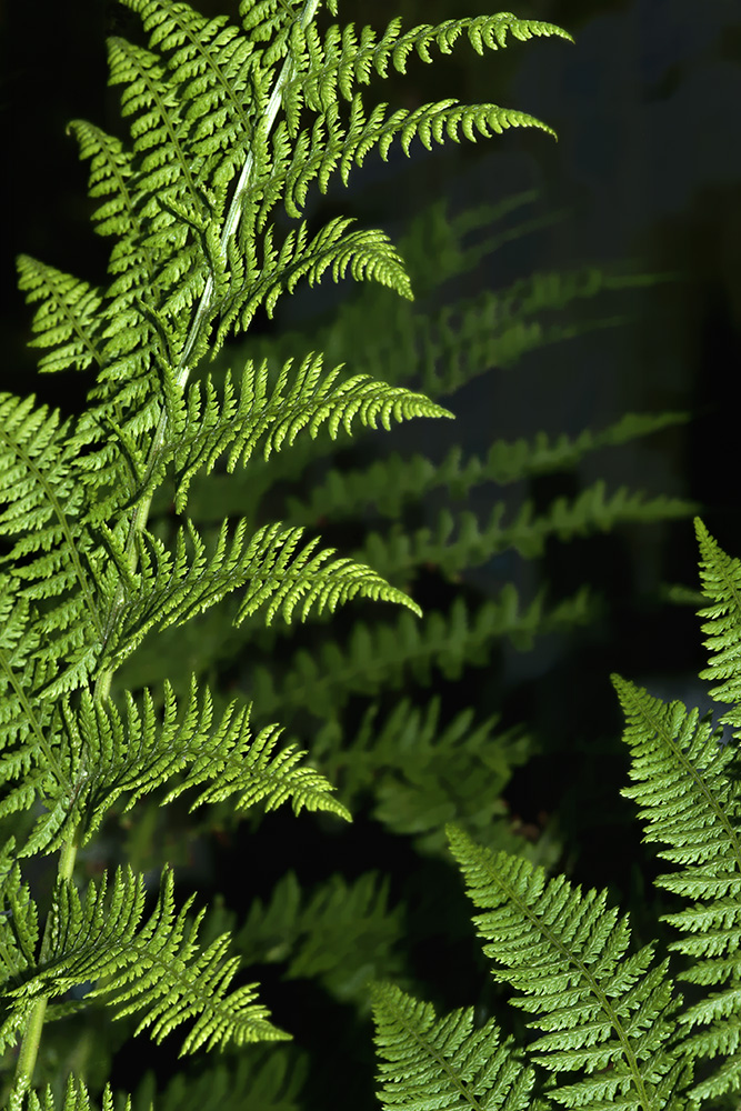 fr08-07-16_008m.jpg - indentations