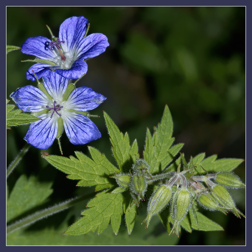 fr08-07-16_036-c.jpg - fleurs de montagne