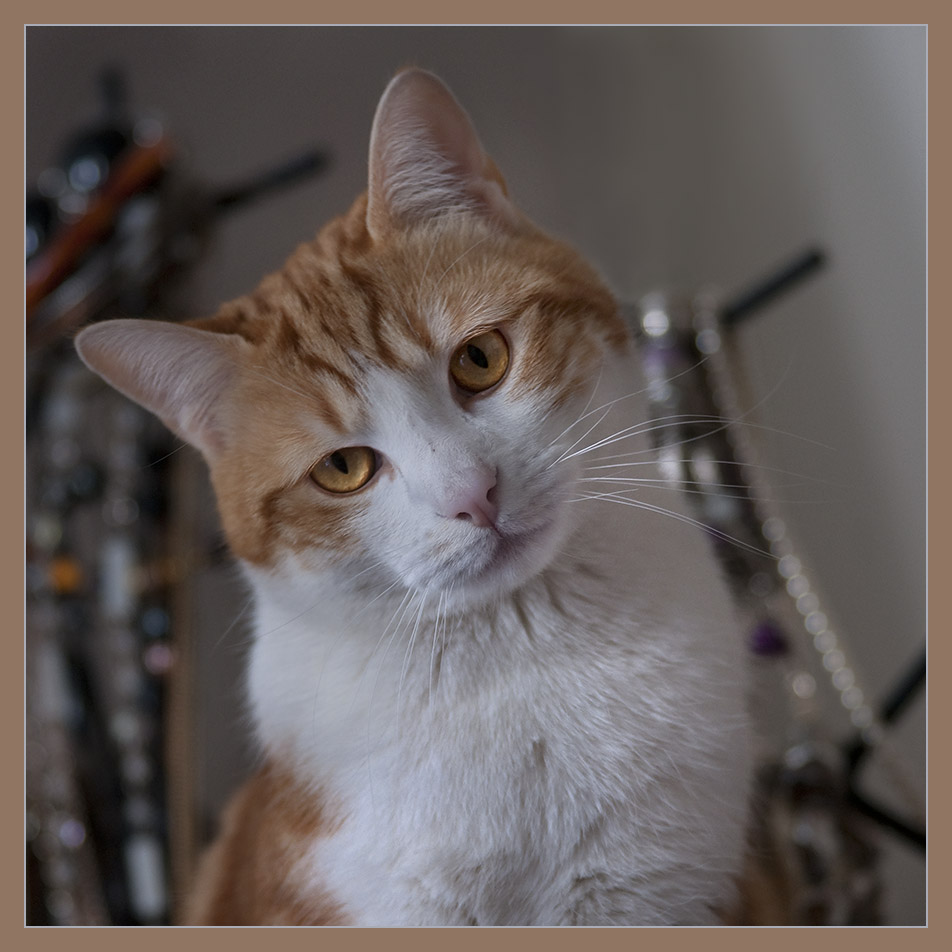 fr10-04-02_021-c.jpg - minette aime les bijoux