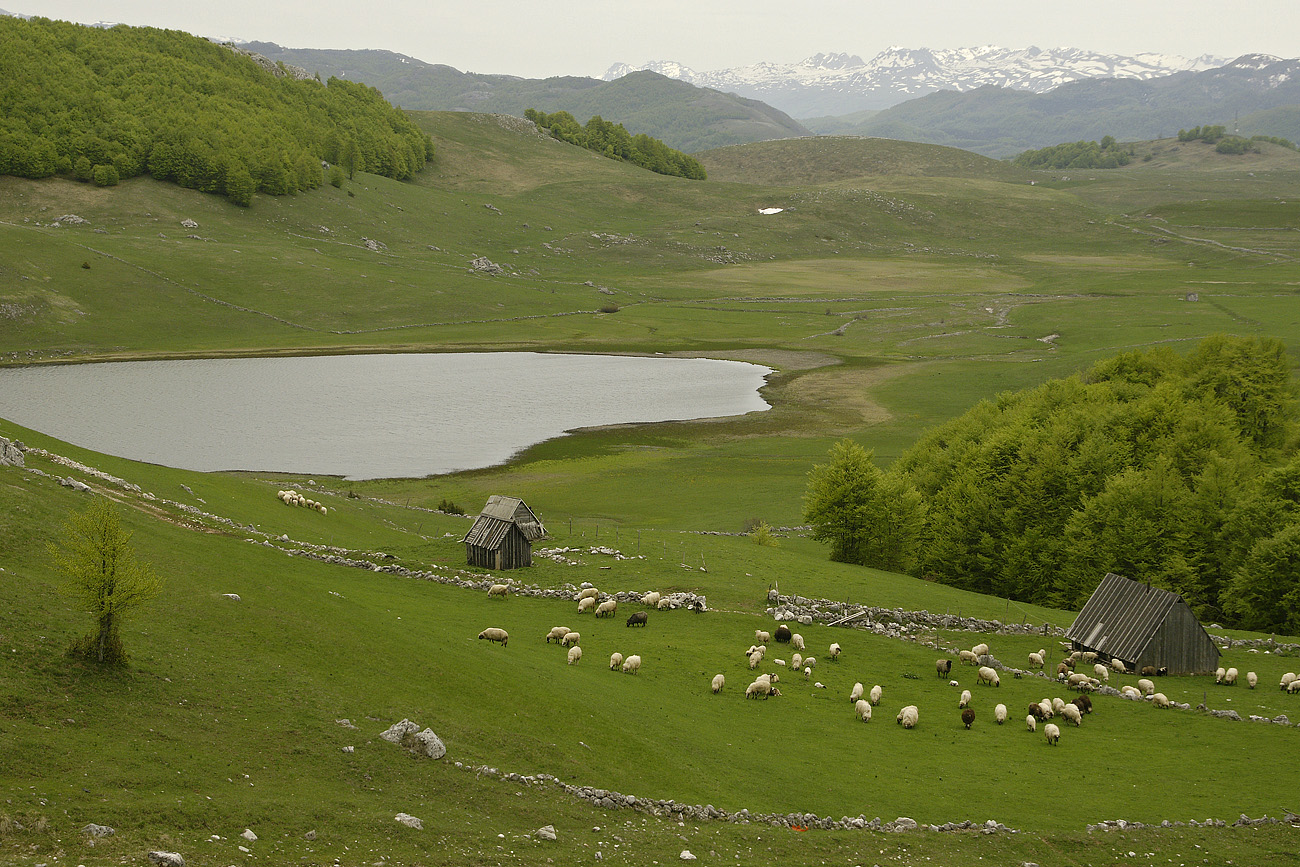 adriatic08-05-18_013.jpg - 18/05/2008 Montenegro - Nord,  parc du Durmitor 